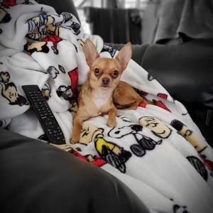 Meet your Posher, Lacy